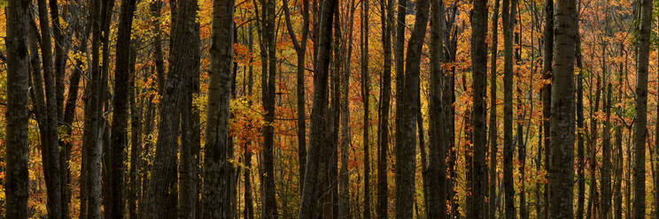 Aspen und Ahornbäume, Maine, Neuengland, Vereinigte Staaten von Amerika, Nordamerika - RHPLF14306