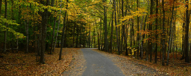 Trails among maple and aspen trees, Maine, New England, United States of America, North America - RHPLF14307