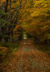 Wege zwischen Ahorn- und Espenbäumen, Maine, Neuengland, Vereinigte Staaten von Amerika, Nord-Amerika - RHPLF14311