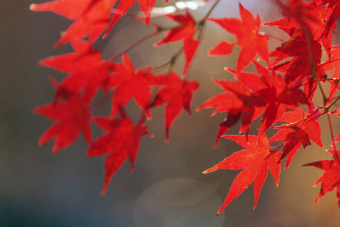 Herbstblätter, Kyoto, Kansai, Japan, Asien - RHPLF14359