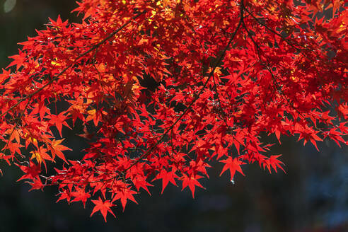 Herbstblätter, Kyoto, Kansai, Japan, Asien - RHPLF14360