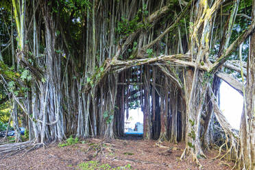 Hilo, Big Island, Hawaii, Vereinigte Staaten von Amerika, Nordamerika - RHPLF14370