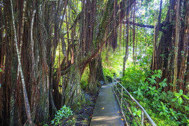 Akaka Falls hiking trail, Big Island, Hawaii, United States of America, North America - RHPLF14387