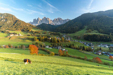 Weidende Kühe in der Herbstlandschaft mit den Geislerspitzen im Hintergrund, Santa Magdalena, Funes, Dolomiten, Südtirol, Italien, Europa - RHPLF14456