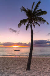 Palme am tropischen Strand bei Sonnenuntergang, Le Morne Brabant, Bezirk Black River, Mauritius, Indischer Ozean, Afrika - RHPLF14463