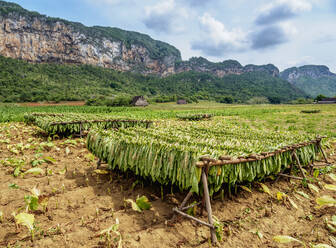 Tabakblätter beim Trocknen auf dem Feld, Vinales-Tal, UNESCO-Welterbe, Provinz Pinar del Rio, Kuba, Westindien, Karibik, Mittelamerika - RHPLF14489