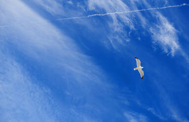 Möwe fliegt in den Himmel mit Flugzeugspur - CAVF77180