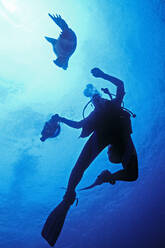 Female diver with playful sea lion, Santa Barbara Island, Channel Is. - CAVF77197