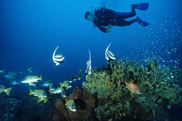 Ein Taucher schwimmt über ein Korallenriff in Madagaskar. - CAVF77214