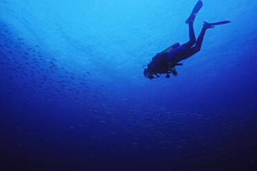 A diver descends towards a school of fish. - CAVF77216