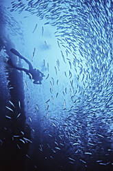 Ein weiblicher Taucher und eine Makrele schwimmen im Riesentang in der Nähe von San Nicholas Is. - CAVF77218