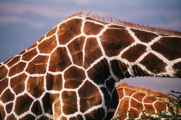 Nahaufnahme einer Giraffe gegen den Himmel - EYF01287