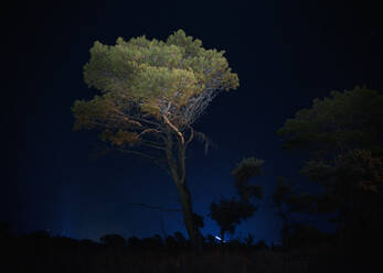 Silhouette Baum gegen blauen Himmel bei Nacht - EYF01318