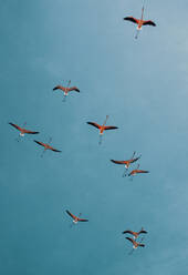 Low Angle View Of Flamingos Flying Against Sky - EYF01515