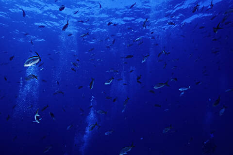 Eine Vielzahl von Fischen und Blasen von einer Gruppe von Tauchern in La Paz, Mexiko, lizenzfreies Stockfoto