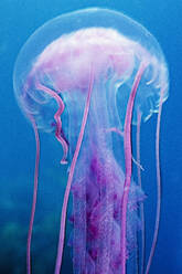 A colorful jellyfish (Pelagia noctluca) in the Channel Islands, CA - CAVF77390