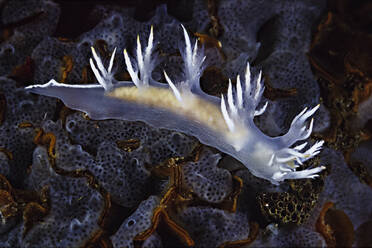 Pregnant Dall's Dendronotid Nudibranch on a sponge encrusted bryozoan - CAVF77391