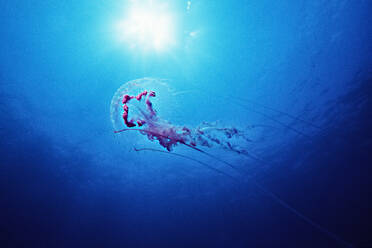 A colorful jellyfish (Pelagia noctluca) in the Channel Islands, So CAL - CAVF77394