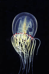 A beautiful Jellyfish in the Channel Islands off of So Cal - CAVF77396