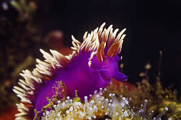 A very pale Spanish Shawl Nudibranch on a coynactis anemone, Chan Isl - CAVF77401