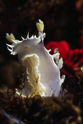 A beautiful sea slug or Nudibranch melts the waters in the channel isl - CAVF77402