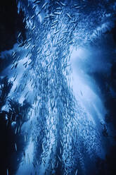 School of mackrel swims amongst giant kelp near San Nicholas Island CA - CAVF77403