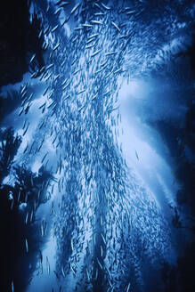 Ein Makrelenschwarm schwimmt zwischen riesigem Kelp in der Nähe von San Nicholas Island CA - CAVF77403