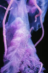 Colorful jellyfish (Pelagia noctluca) in the Channel Islands off SoCal - CAVF77405