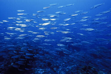 A small school of fish, over a reef, in Madagascar - CAVF77407