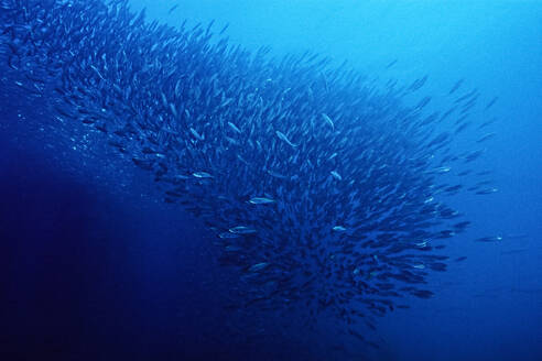A giant school of fish. - CAVF77411