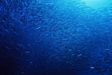 A giant school of fish. - CAVF77416