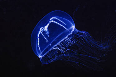 A beautiful Jellyfish in the Channel Islands off of So California - CAVF77419