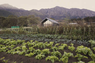 Vegetable garden and rural house below tranquil mountains - HOXF05256