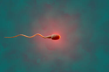 Three dimensional render of human sperm cell - SPCF00571