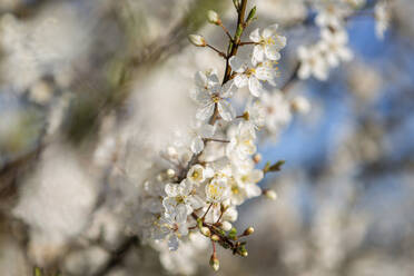 Dänemark, Weiß blühender Zweig im Frühling - ASCF01159