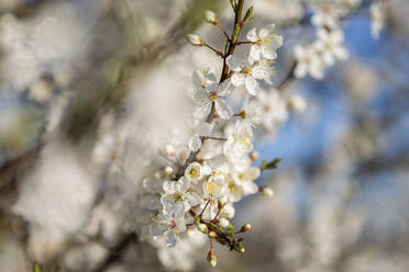 Denmark, White blossoming branch in spring - ASCF01159