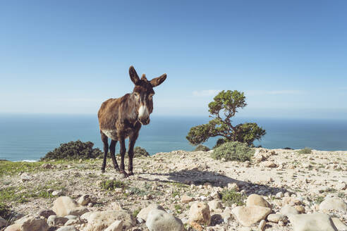 Esel auf einer Klippe vor dem Horizont stehend, Provinz Essaouira, Marokko - HBIF00081