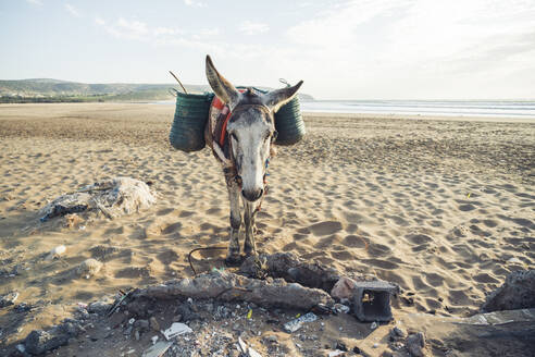 Esel mit Körben am Strand, Tafedna, Marokko - HBIF00084