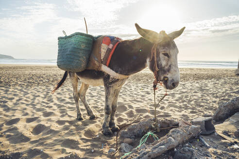 Esel mit Körben am Strand, Tafedna, Marokko - HBIF00085