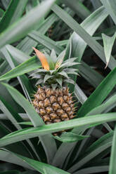 Ananas wächst auf einem Strauch - AFVF05813
