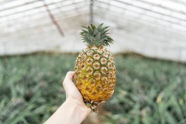 Close-up of man in greenhouse holding pineapple - AFVF05814