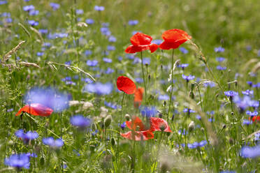 Deutschland, Mohnblumen und blaue Wildblumen blühen auf einer Frühlingswiese - JTF01486