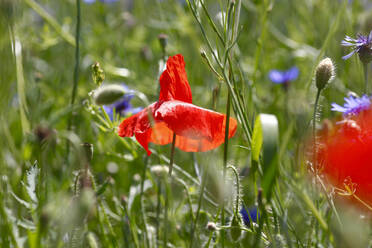 Germany, Poppy blooming in springtime meadow - JTF01487