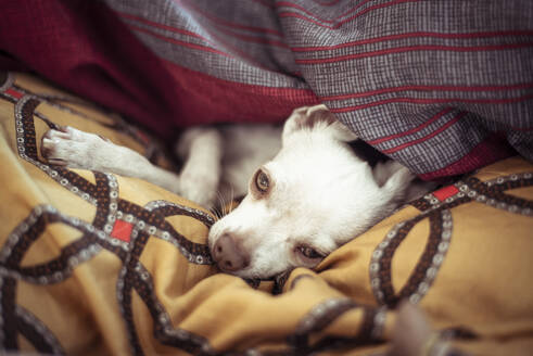 Süßer schläfriger kleiner Hund mit grünen Augen liegt unter Decken im heimischen Nest - CAVF77614