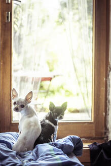 Zwei kleine Chihuahua-Brüder sitzen im Fenster und schauen in die Kamera - CAVF77620