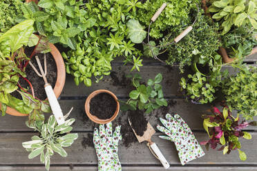 Planting of various culinary herbs and vegetables - GWF06582