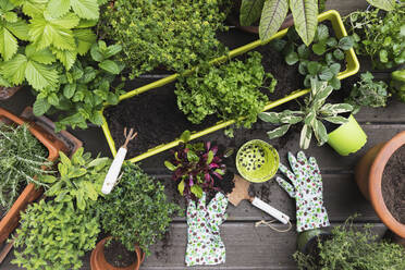 Planting of various culinary herbs and vegetables - GWF06589