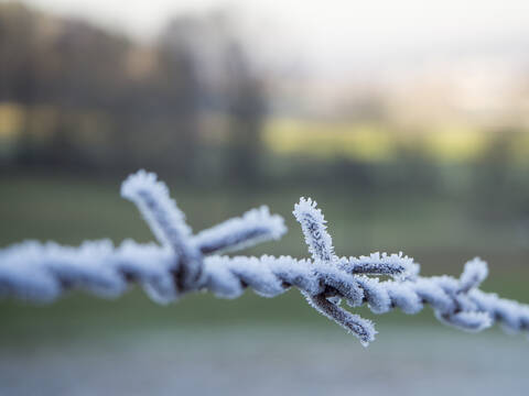 Germany, Close-up of frosted barbed wire stock photo