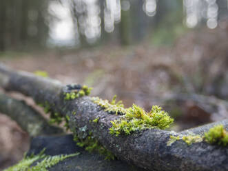 Deutschland, Bayern, Moosbewachsene Äste im Oberpfälzer Wald liegend - HUSF00117