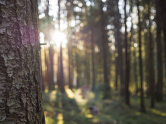 Deutschland, Bayern, Baumstamm im Oberpfälzer Wald - HUSF00118